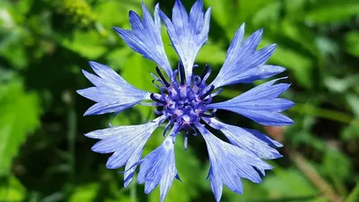 Василек картинка #354074 - Василек голубой (Centaurea Cyanus) 💙  Изображения с васильками - Цветок №3 - YouTube - скачать