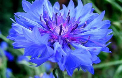 Обои зелень, цветок, синий, василек, васильки, bluet, cornflower, centaurea  картинки на рабочий стол, раздел цветы - скачать
