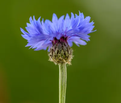 Василек фиолетовый цветок - 62 фото