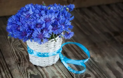 Обои цветы, синий, букет, васильки картинки на рабочий стол, раздел цветы -  скачать