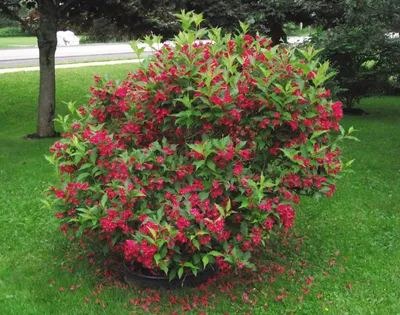 Вейгела 'All Summer Red' / Weigela 'All Summer Red' - Розсадник  декоративних рослин «Зелена Бухта»