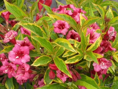 Вейгела цветущая Бригела (WEIGELA FLORIDA BRIGELA) - описание сорта, фото,  саженцы, посадка, особенности ухода. Дачная энциклопедия.