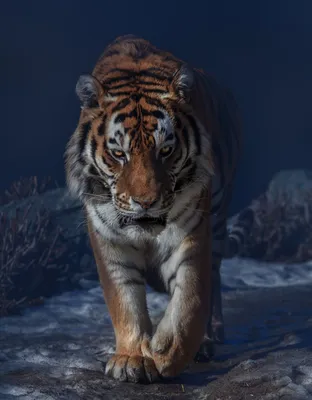 Великий тигр фотографии