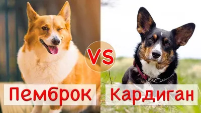 Пемброк vs Кардиган | Сравнение двух пород - YouTube