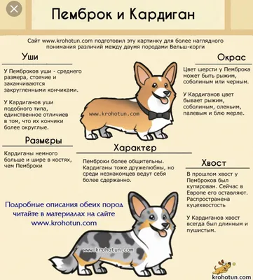 Вельш корги: пемброк и кардиган | Corgi, Cute corgi, Corgi dog