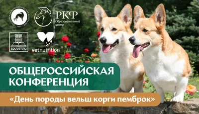 Вельш-корги пемброк | For Pet | Дзен