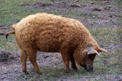 Mangalica венгерская порода отечественной свиньи Стоковое Фото -  изображение насчитывающей свинарник, млекопитающее: 88547024