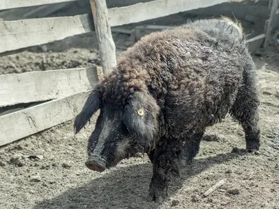 3 Mangalica венгерская порода отечественной свиньи Стоковое Изображение -  изображение насчитывающей курчаво, венгрия: 88547015