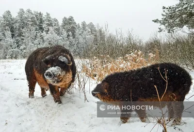 Барано-свиньи появились на Алтае - KP.RU