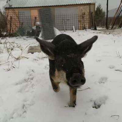 Типичный и особенный венгерский свиной вид (Mangalica), что означает, чье  мясо содержит очень мало холестерина стоковое фото ©digoarpi 168374412