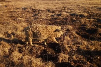 Хряк на покрытие венгерская мангалица, свиньи купить на Зозу.ру