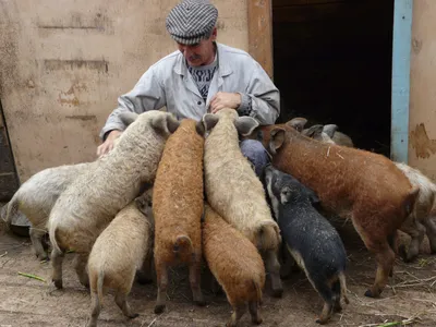 Mangalica венгерская порода отечественной свиньи Стоковое Фото -  изображение насчитывающей молодо, разведенными: 88549084