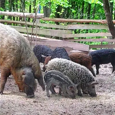 Красивая Волосатая Ласточка Брюшка Мангалицы Свинья (Sus Scrofa), Венгерская  Порода Домашних Свиней С Толстым И Пушистым Пальто, В Лесе В Нидерландах.  Фотография, картинки, изображения и сток-фотография без роялти. Image  76747559