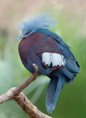 Animal Lovers Կենդանասերներ - Венценосный голубь / Crowned pigeon | Facebook