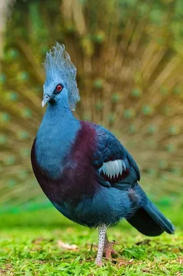 Victoria Crowned Pigeon (Goura victoria) | This large bird i… | Flickr