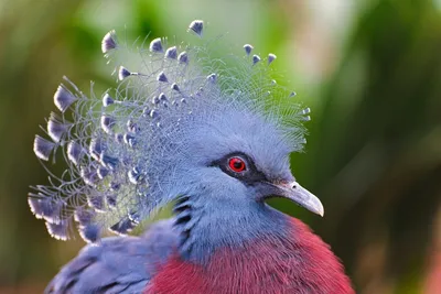 Веероносный венценосный голубь — одна из самых красивых птиц в мире |  Beautiful birds, Most beautiful birds, Pigeon