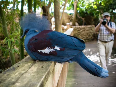 The Leningrad zoo. Western crowned pigeon (2020) - YouTube