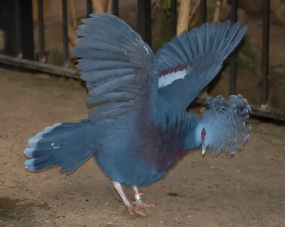 Каштановокрылый венценосный голубь - eBird