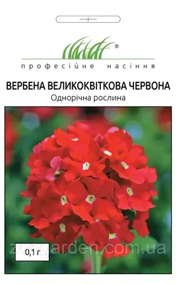 Купить Вербена Крупноцветковая Красная 0,1г, цена 6.90 грн — Prom.ua  (ID#1538561823)