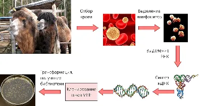 Врачи говорят кто найдёт верблюда на картинке тот далёк от болезней  Альцгеймера #психология - YouTube