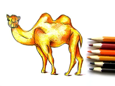 Верблюд детский рисунок (27 фото) » Рисунки для срисовки и не только