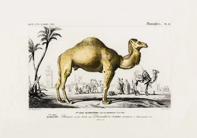 Скетч арт верблюд мультяшка …» — создано в Шедевруме