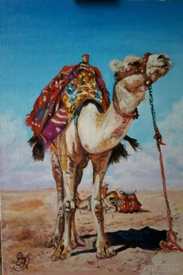 Картина по номерам \"Верблюд\"