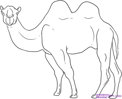 Установить Три Верблюда — стоковая векторная графика и другие изображения  на тему Верблюд - Верблюд, Комикс, Египет - iStock