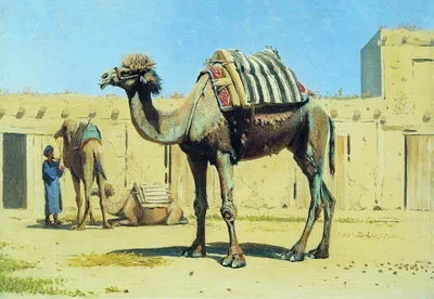 Верблюд Двумя Горбами Иллюстрация Вектор Белом Фоне Векторное изображение  ©Morphart 376564612