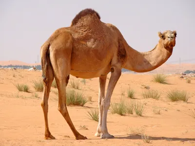 Бесплатные Верблюд стоковые фотографии | FreeImages
