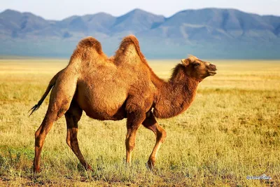 Картинки верблюд (40 лучших фото)