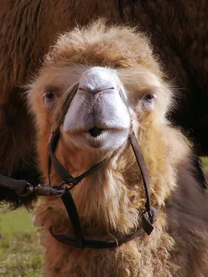 Верблюд Горбатого Верблюда - Бесплатное фото на Pixabay