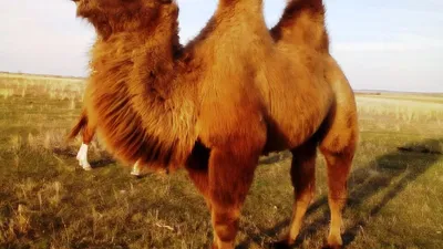 Челябинский фермер доказал: верблюд эффективнее лошади даже в условиях  уральской зимы - KP.RU