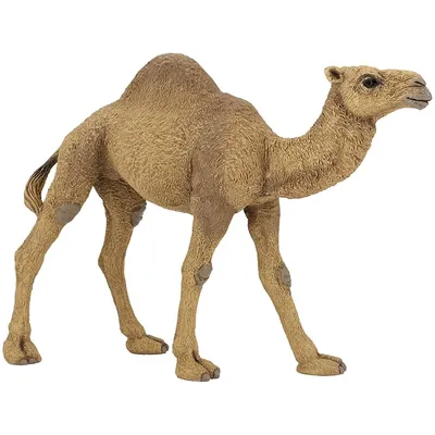 Фигурка PAPO Одногорбый верблюд - купить по лучшей цене в интернет-магазине  детских игрушек SunnyToy!
