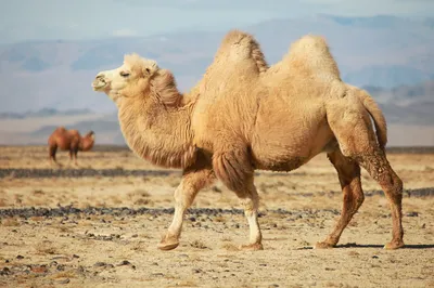 Файл:Верблюд в Чуйской степи.jpg — Википедия