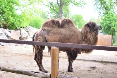 File:Двугорбый верблюд в киевском зоопарке. Фото 20.jpg - Wikimedia Commons