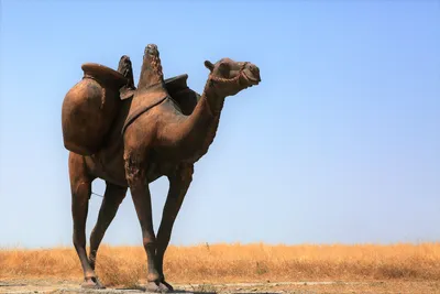 картинки : Верблюд, Изобразительное искусство, Скульптура, Караван,  Арабский верблюд, Camelid, Земное животное, Экорегион, вид транспорта,  двугорбый верблюд, Дикая природа, приспособление, пейзаж, небо, пустыня,  домашний скот, Степь, Палевый 3588x2391 ...