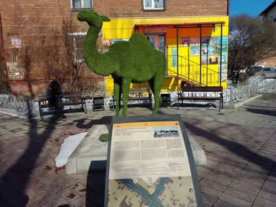 Памятник Верблюд, жанровая скульптура, ул. Тимирязева, 42, Иркутск — Яндекс  Карты