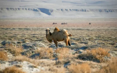 Верблюды гибнут по неизвестной причине в Мангистауской области -  31.12.2019, Sputnik Казахстан