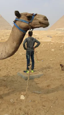 Обои Каир, туризм, верблюд, арабский верблюд, песок на телефон Android,  1080x1920 картинки и фото бесплатно