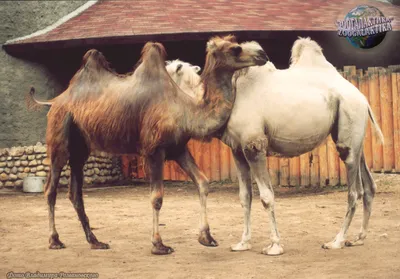 Верблюд - Записки Натуралиста | Некоммерческий учебно-познавательный  интернет-портал Зоогалактика