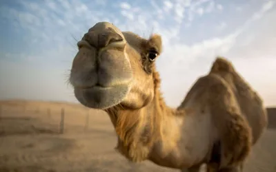 Морда Верблюда В Египте Крупным Планом Зверь В Пустыне — стоковые  фотографии и другие картинки Верблюд - iStock