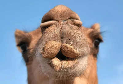 гордый верблюжья голова верблюда дромедарий в профиле закрытие 1 1  квадратный фото. Стоковое Изображение - изображение насчитывающей дубай,  ферма: 219749349