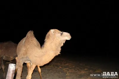Африканский верблюд в пустыне намиб смешной крупный план намибия африка |  Премиум Фото