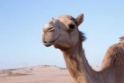 морда верблюда рассматривается вблизи, горбатый день верблюда картинка фон  картинки и Фото для бесплатной загрузки