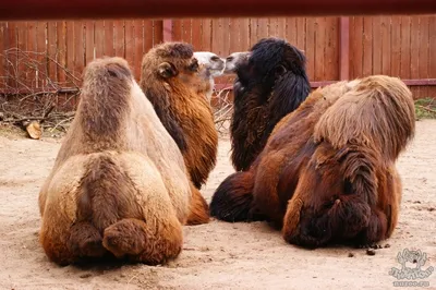 Верблюды в Пермском крае — Ферма верблюдов в Татарстане
