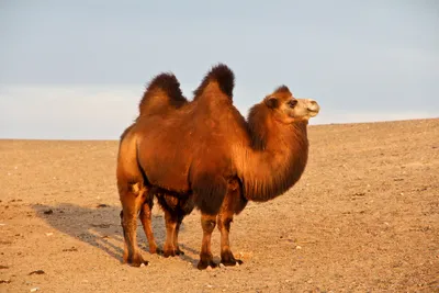 Dromedary Camel, Bactrian Camel, Camel Like Mammal, арабский верблюд, живая  природа, морда, живая жизнь, арабский верблюд, двугорбый верблюд, верблюд  png | PNGWing