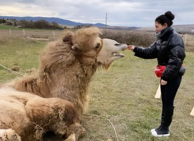 Она Вам не верблюд | ZOO Life | Дзен