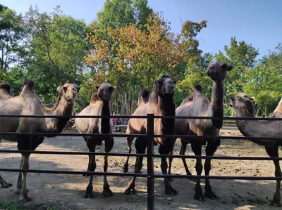 Camel Ride, Арресифе: лучшие советы перед посещением - Tripadvisor