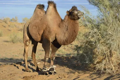 В Сыктывкаре новорожденного верблюжонка предлагают назвать Ковидом - KP.RU